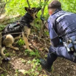 Controlli nei parchi e sanzioni a carovane nomadi, grazie anche a  Yuma