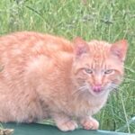 APAS San Marino. Avvistato gatto, probabilmente smarrito, a Borgo Maggiore. Contattare il rifugio per informazioni