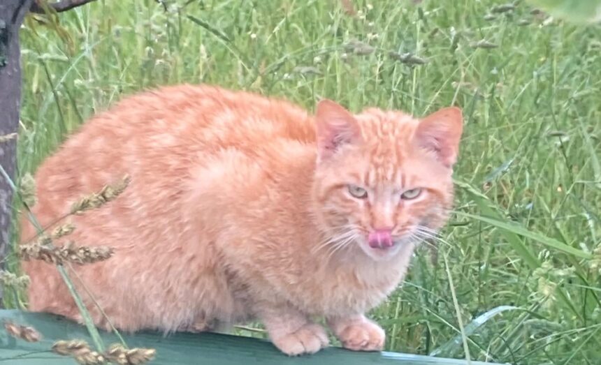 APAS San Marino. Avvistato gatto, probabilmente smarrito, a Borgo Maggiore. Contattare il rifugio per informazioni