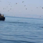 Residenti e appassionati di pesce azzurro. Riparte lo studio sui delfini local