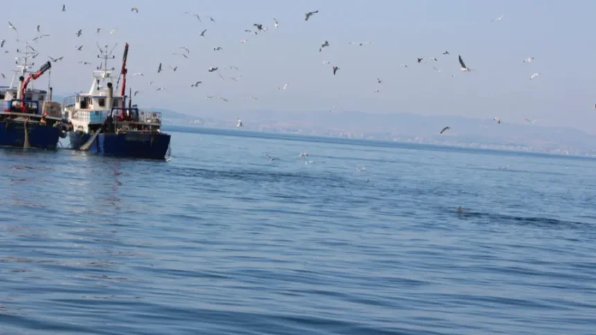 Residenti e appassionati di pesce azzurro. Riparte lo studio sui delfini local