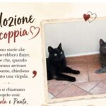 APAS San Marino. Virgola e Punto, inseparabili, cercano un nuovo inizio fatto di affetto, serenità e sicurezza