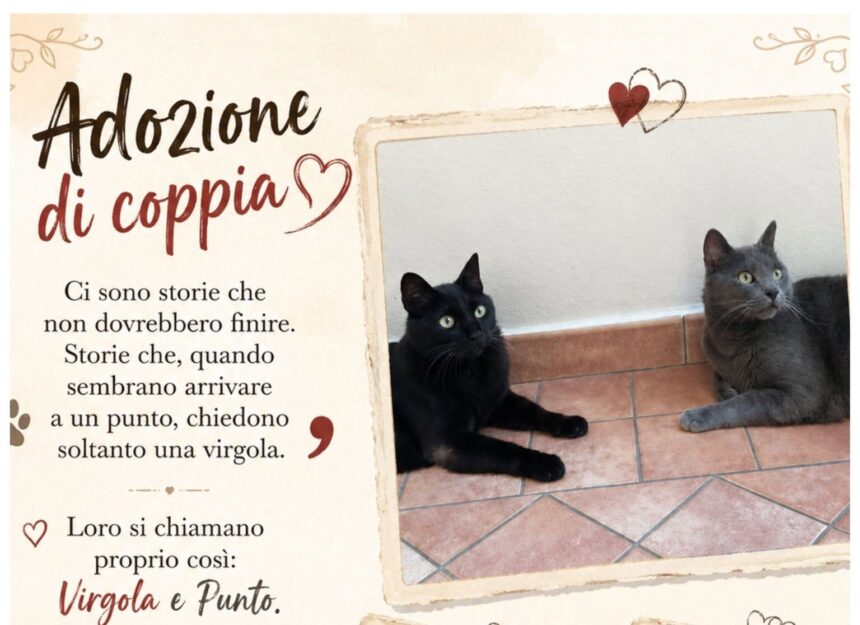APAS San Marino. Virgola e Punto, inseparabili, cercano un nuovo inizio fatto di affetto, serenità e sicurezza