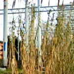 Terreni privati lungo i binari. Un’ordinanza per sollecitare pulizia e sicurezza