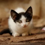 Oasi felina per i gatti dell’ex caserma. Gli animalisti: impegni disattesi