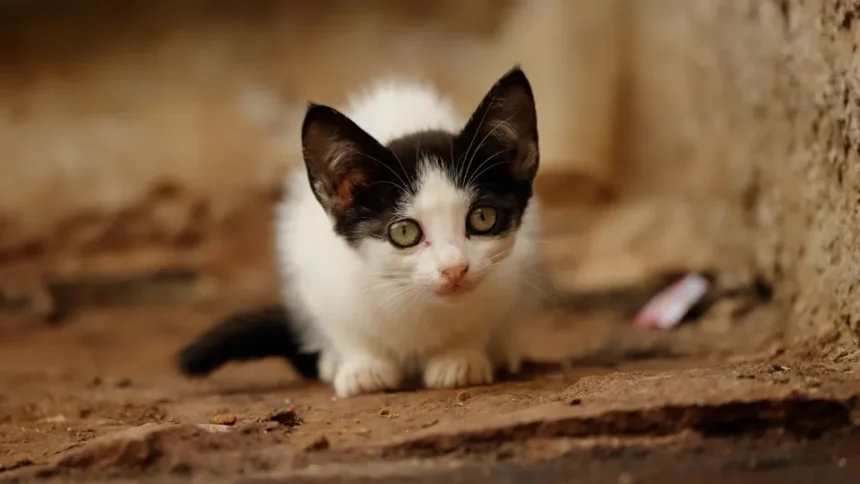 Oasi felina per i gatti dell’ex caserma. Gli animalisti: impegni disattesi
