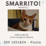 APAS San Marino. Mowgli smarrito a Dogana. Ogni segnalazione è preziosa!