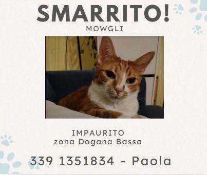 APAS San Marino. Mowgli smarrito a Dogana. Ogni segnalazione è preziosa!