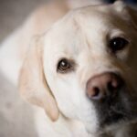 Cane ucciso e corpo occultato: associazione denuncia 60enne riminese