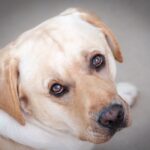 Morte Sospetta del Labrador a Rimini: 60enne a Processo per Uccisione di Animale
