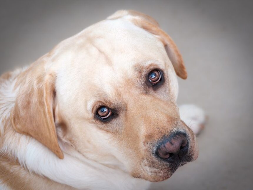 Morte Sospetta del Labrador a Rimini: 60enne a Processo per Uccisione di Animale