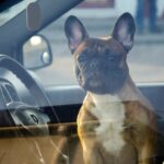 Maltrattamento Animale a Rimini: Denunciata la custode per cane abbandonato in auto al sole