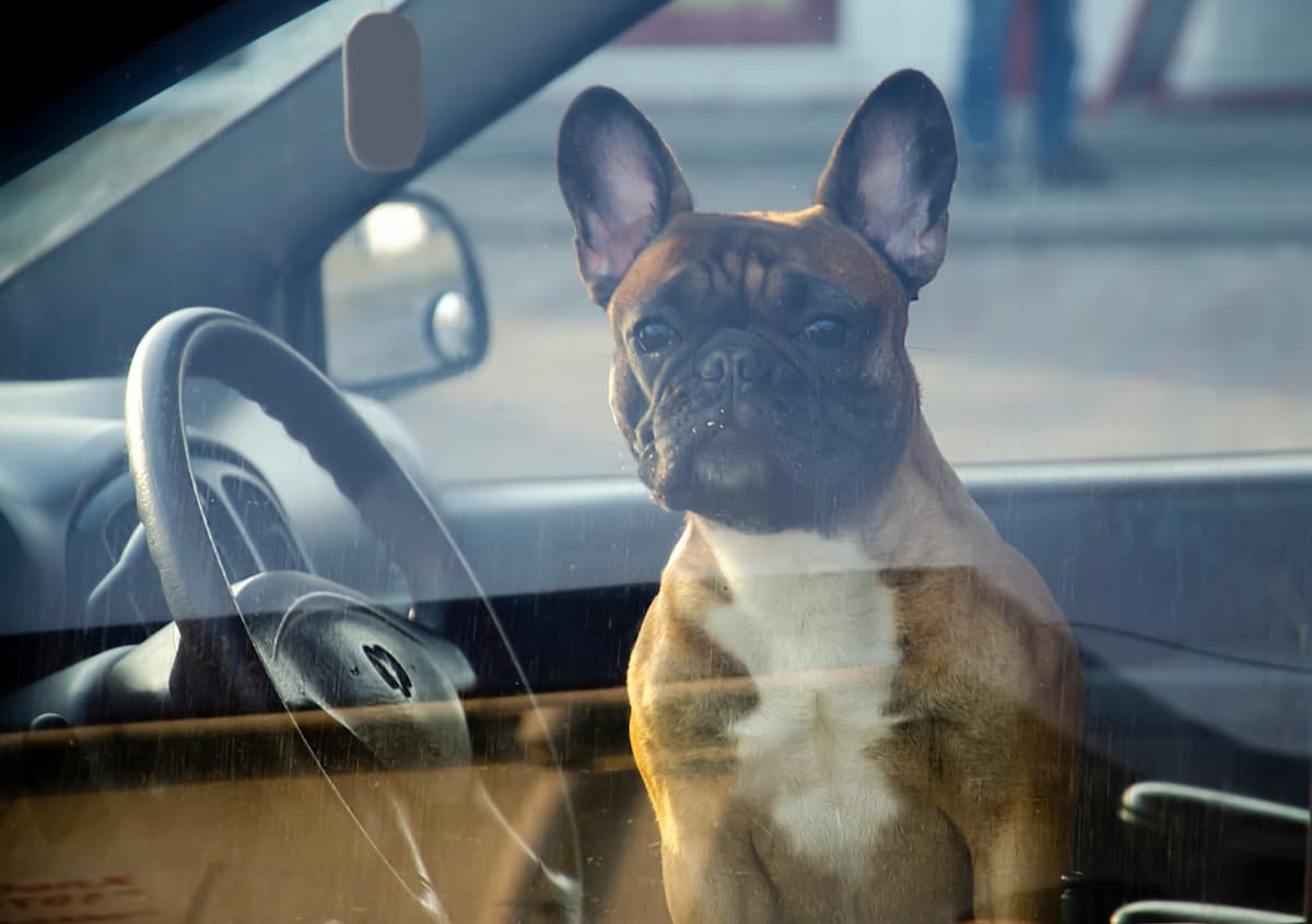 Maltrattamento Animale a Rimini: Denunciata la custode per cane abbandonato in auto al sole