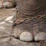 Inchiesta shock sui circhi: botte agli animali e temperature fino a 60 gradi