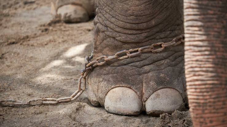 Inchiesta shock sui circhi: botte agli animali e temperature fino a 60 gradi