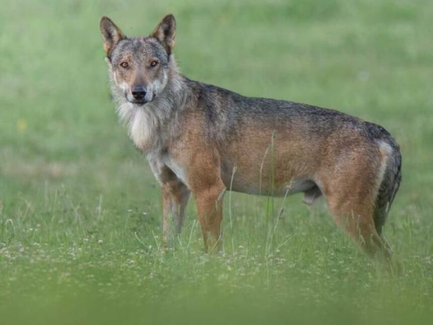 Lupo in città a Riccione: scatta l’ordinanza per chiudere tre parchi nelle ore notturne