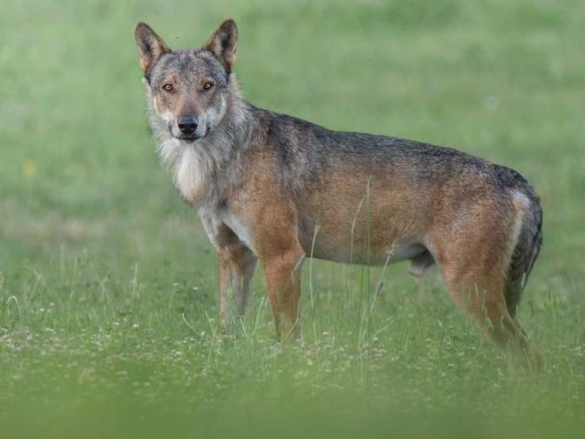 Lupo in città a Riccione: scatta l’ordinanza per chiudere tre parchi nelle ore notturne
