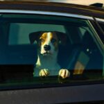 Abbandonato tra i rovi sotto il sole: indagata la padrona di un cane anziano