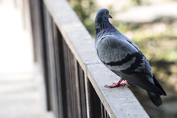Rimini, tentato furto con l’inganno: la trappola del guano fallisce grazie alla reazione dei coniugi