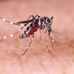 Dengue a Rimini: scatta l’allerta sanitaria con disinfestazioni mirate