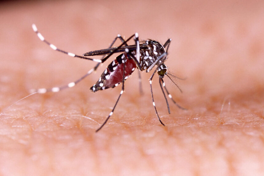 Dengue a Rimini: scatta l’allerta sanitaria con disinfestazioni mirate