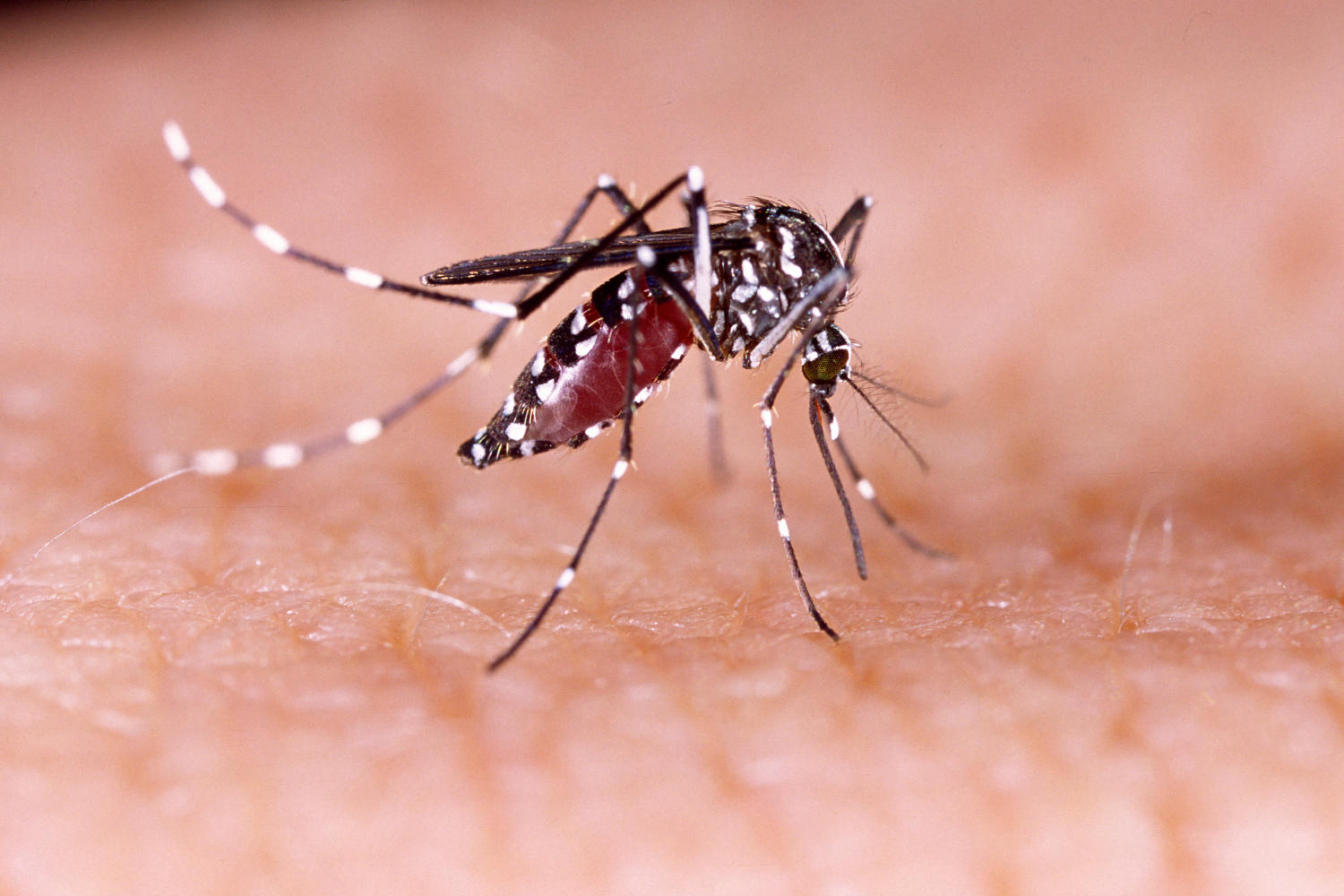 Dengue a Rimini: scatta l’allerta sanitaria con disinfestazioni mirate