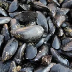 Moria di molluschi in Romagna: emergenza produzione tra siccità e temperature record