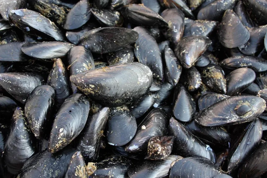 Moria di molluschi in Romagna: emergenza produzione tra siccità e temperature record