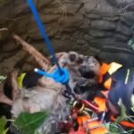 Rimini, cane da caccia estratto vivo da un pozzo: missione riuscita per i Vigili del Fuoco