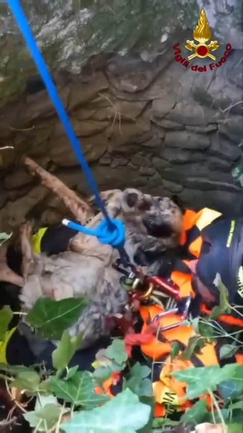 Rimini, cane da caccia estratto vivo da un pozzo: missione riuscita per i Vigili del Fuoco