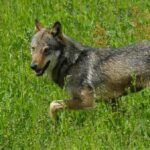 Terrore in Valmarecchia: lupo preda un cane sotto gli occhi del padrone