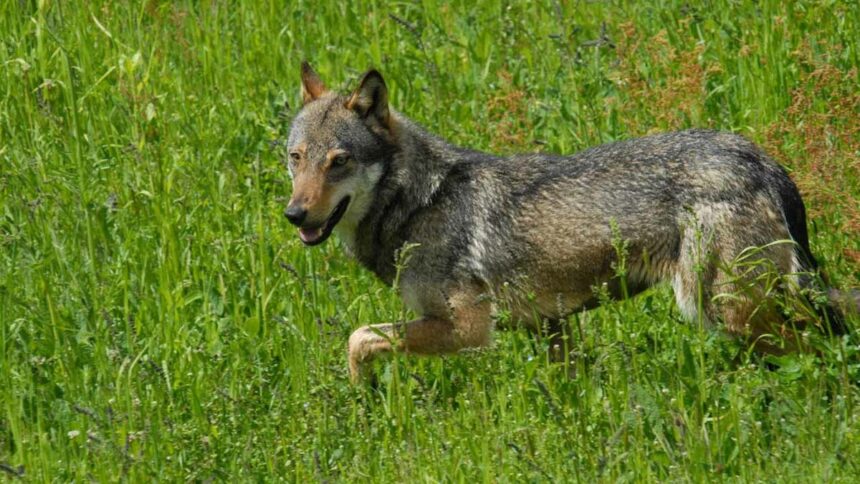 Terrore in Valmarecchia: lupo preda un cane sotto gli occhi del padrone